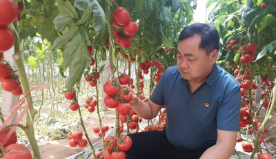 每年出口蔬菜过亿元，这个小村怎么做到的
