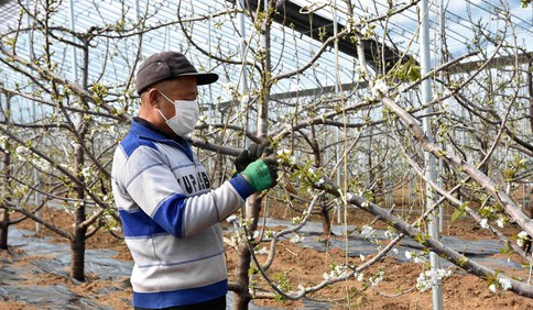 齐心鲁力:山东五莲扶贫大棚“疫”线绽放“幸福花”