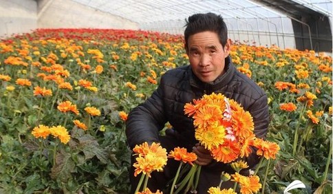 微信搭起爱心桥 临沂平邑2万支扶贫鲜花仅2天销售一空